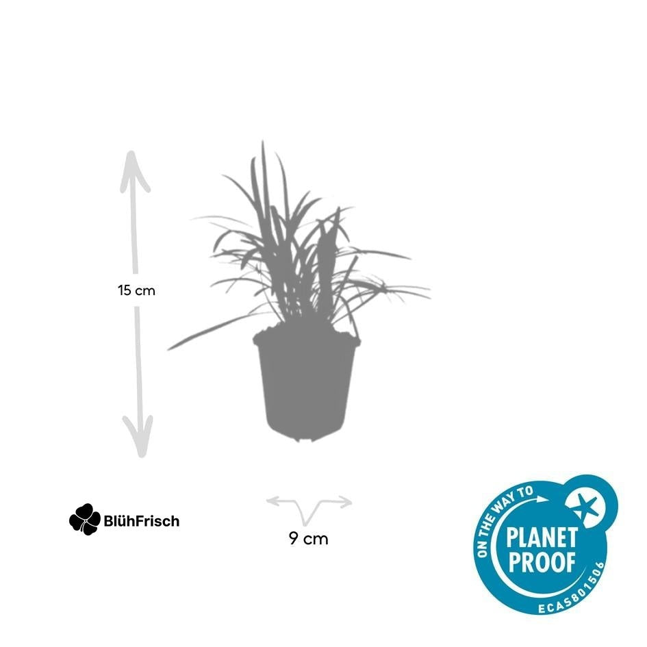 24x Liriope muscari 'Monroe White' - ↕10-25cm - Ø9cm