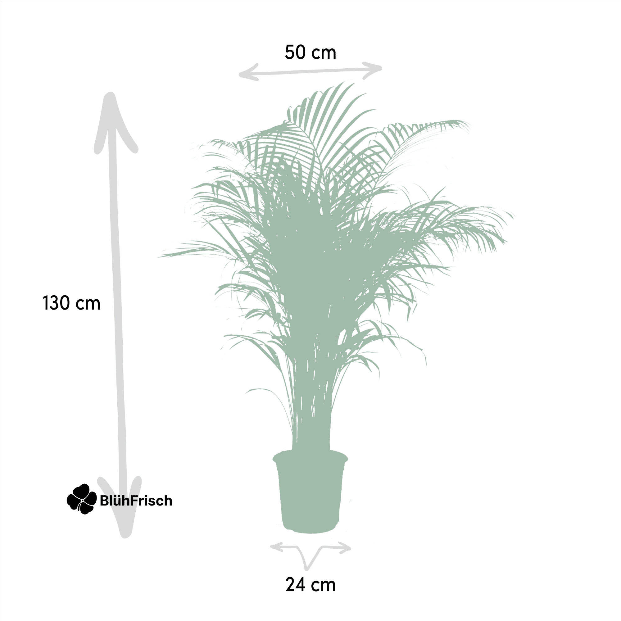 Areca-Palme - Ø21cm - ↕130cm