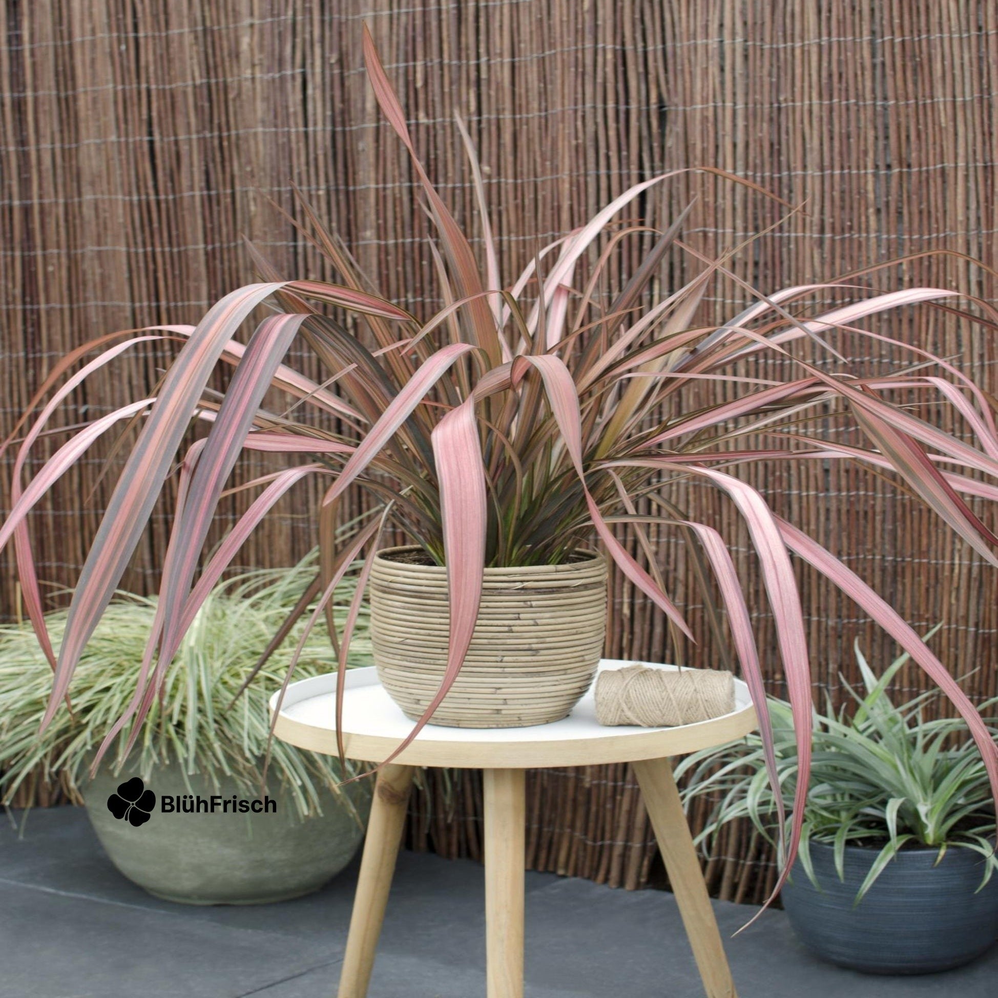 Phormium Neuseeländischer Flachs - Ø14cm - ↕50cm