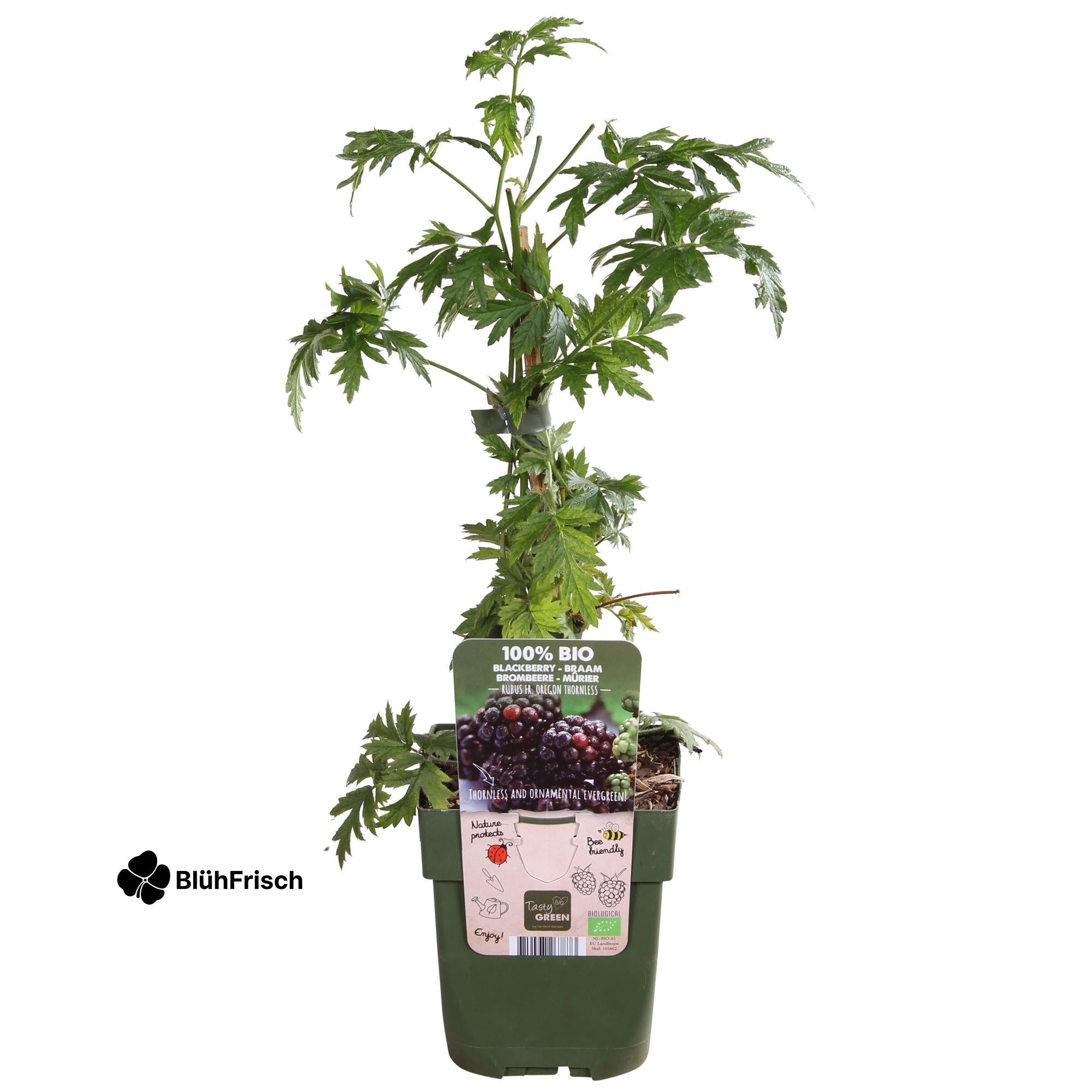 Rubus fruticosus 'Thornless Evergreen' - Dornenlose Brombeere - Ø13cm - ↕45cm