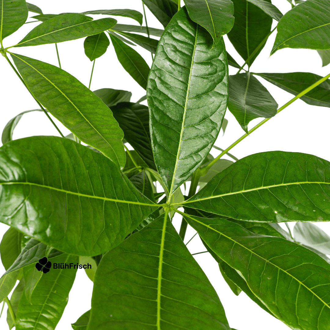 Pachira Aquatica Ø24cm - ↕120 - 140cm