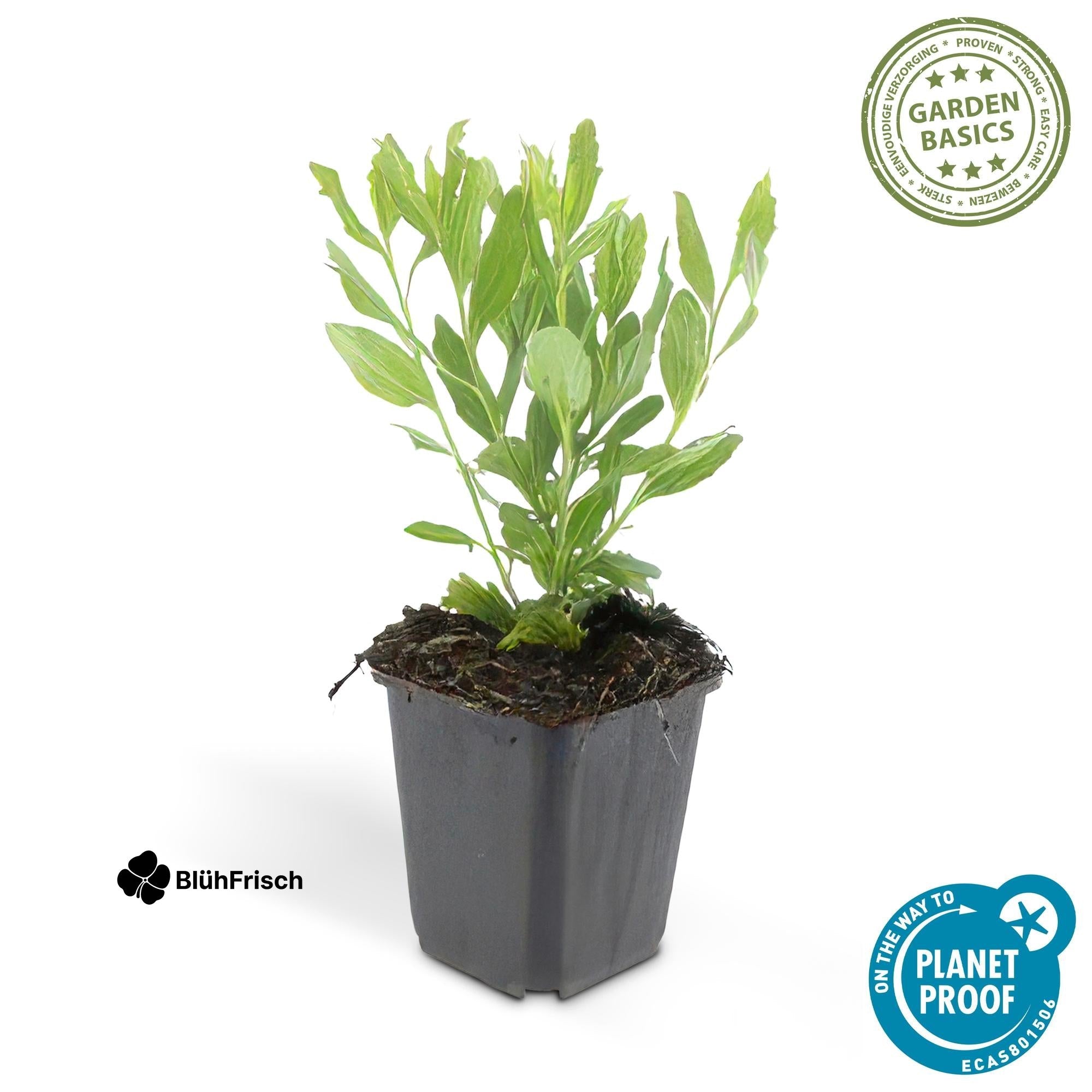 24x Aster ageratoides 'Ashvi' - ↕10-25cm - Ø9cm