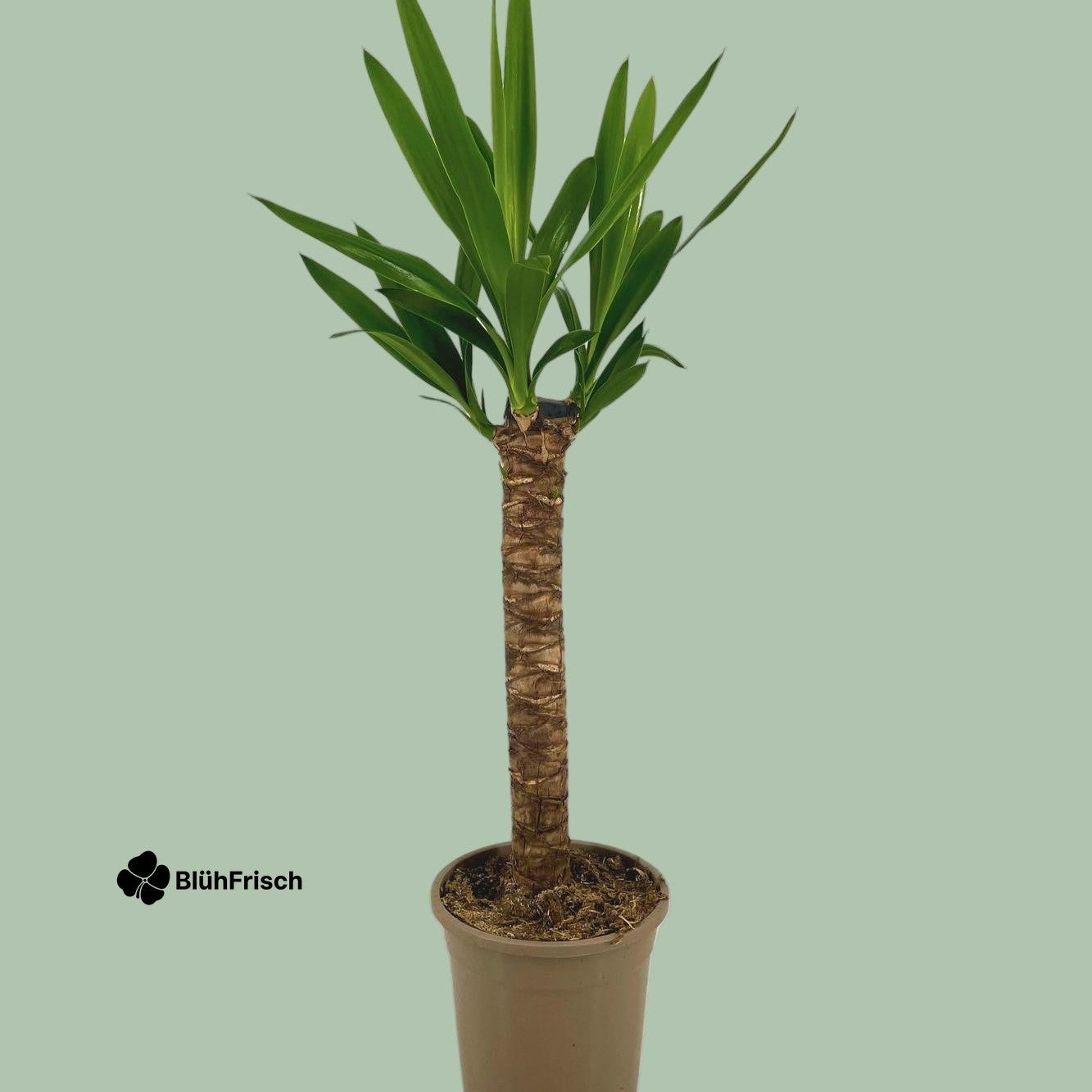 Yucca Elephantipes Ø17cm - ↕60 - 80cm