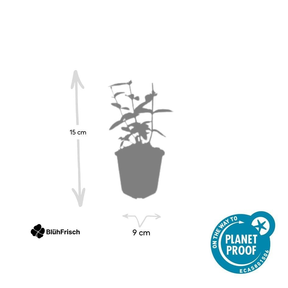 24x Hypericum inodorum 'Annebel' - ↕10-25cm - Ø9cm