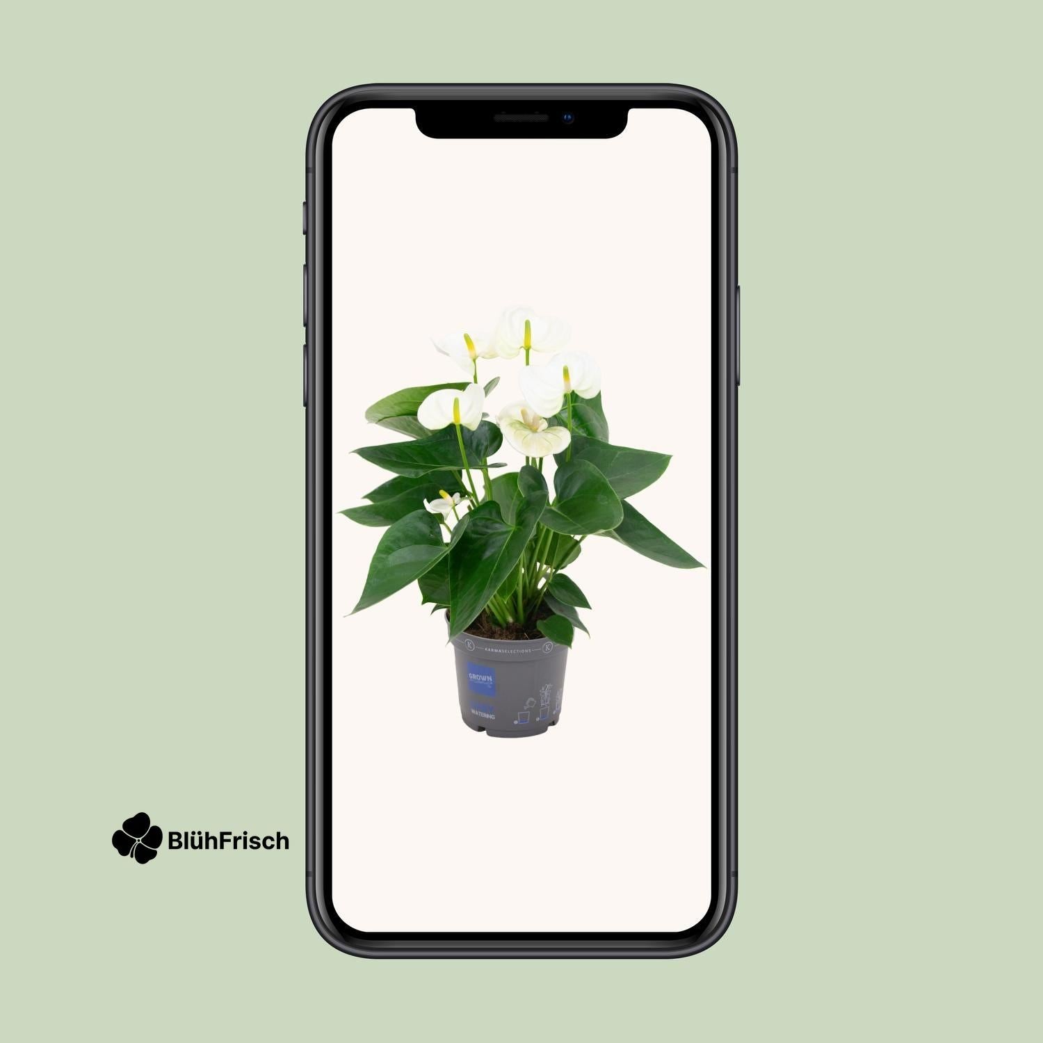 Anthurium White - Ø12cm - ↕43cm