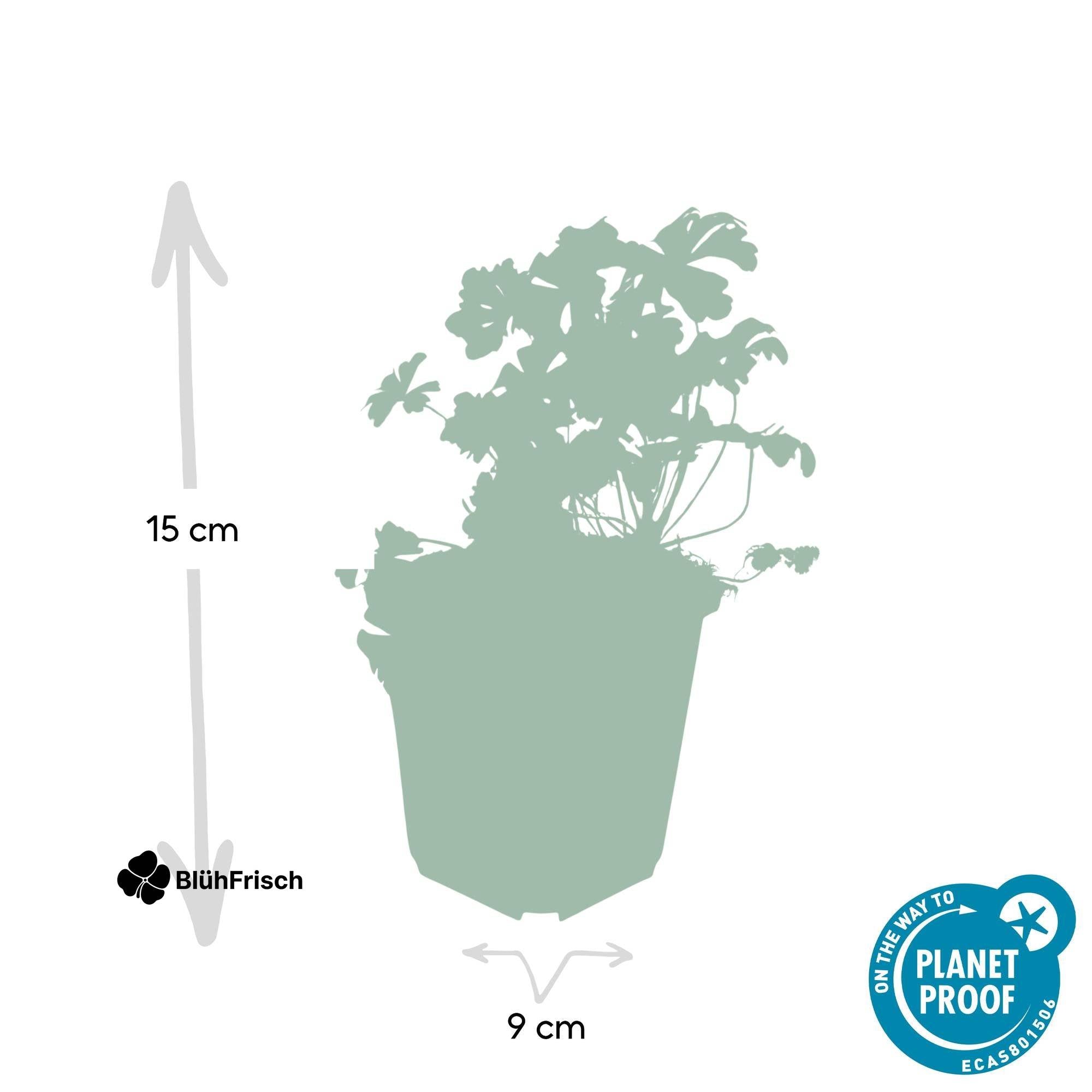 24x Geranium cant. 'Biokovo' - ↕10-25cm - Ø9cm