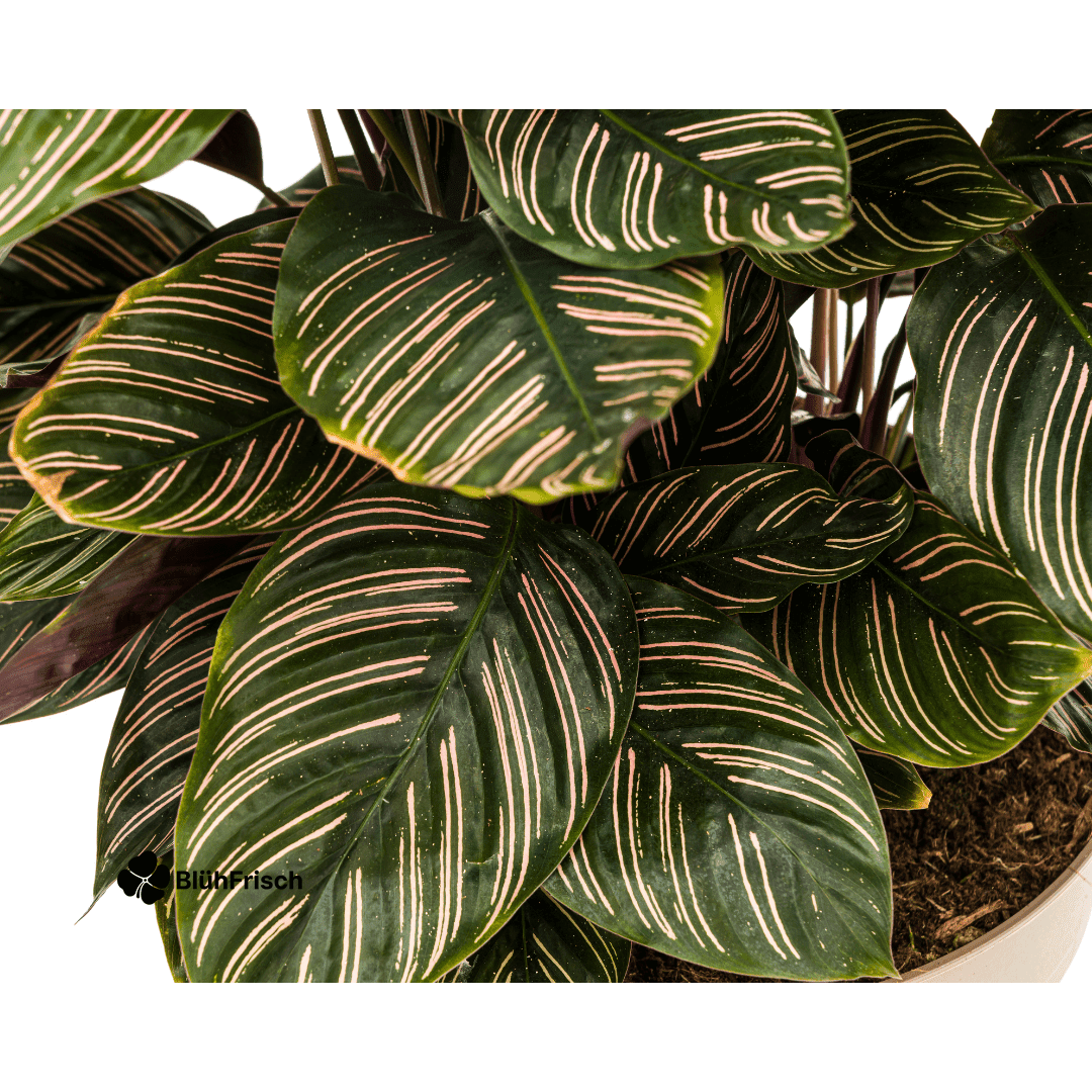 Calathea Ornata Sanderiana Ø27cm - ↕60 - 80cm