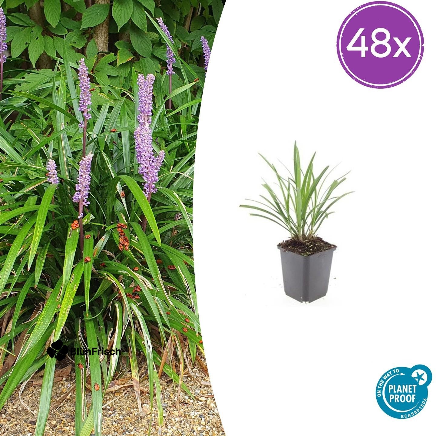 48x Liriope muscari 'Ingwersen' - ↕10-25cm - Ø9cm