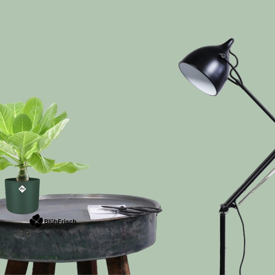 Brighamia Insignis 'Hawaii Palme' P12 - Ø12cm - ↕37cm