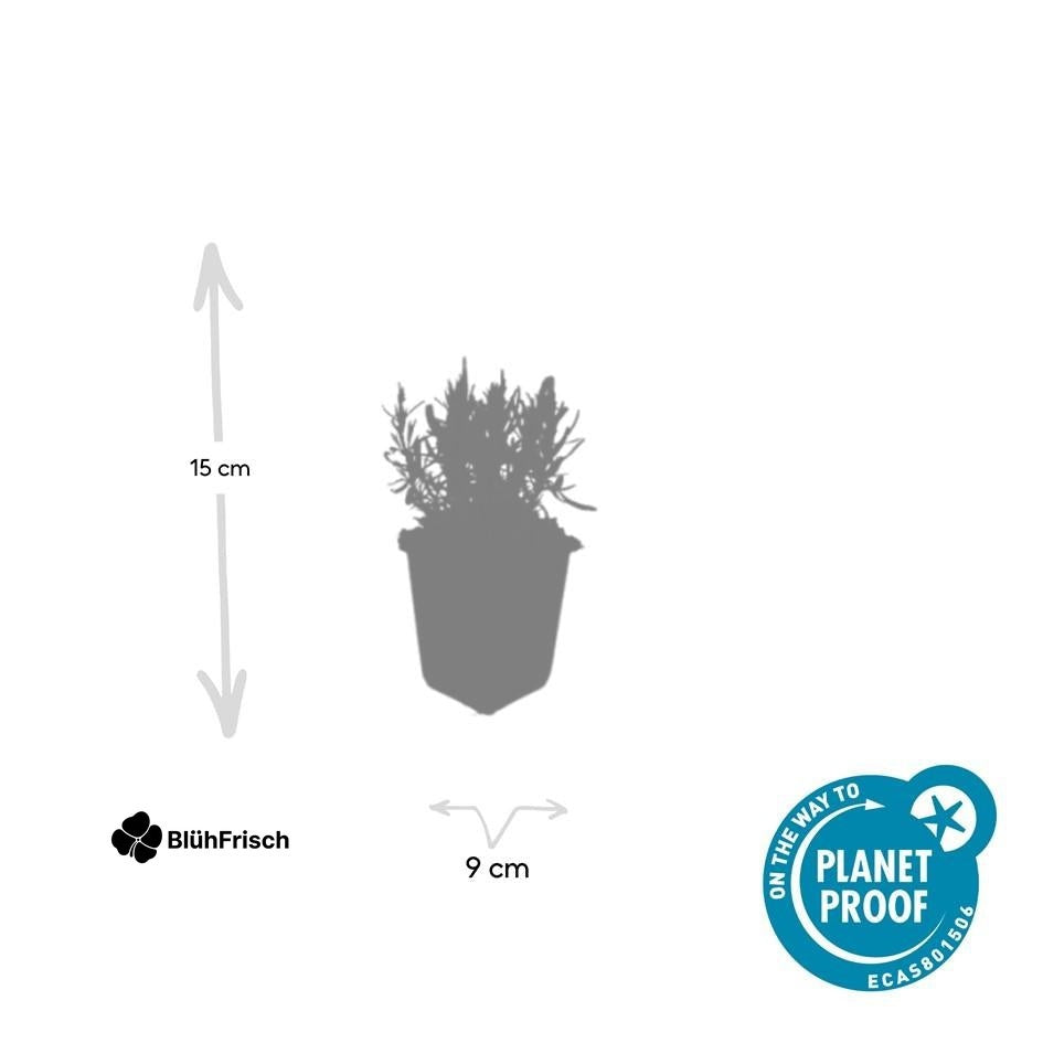 24x Lavandula ang. 'Munstead' - ↕10-25cm - Ø9cm